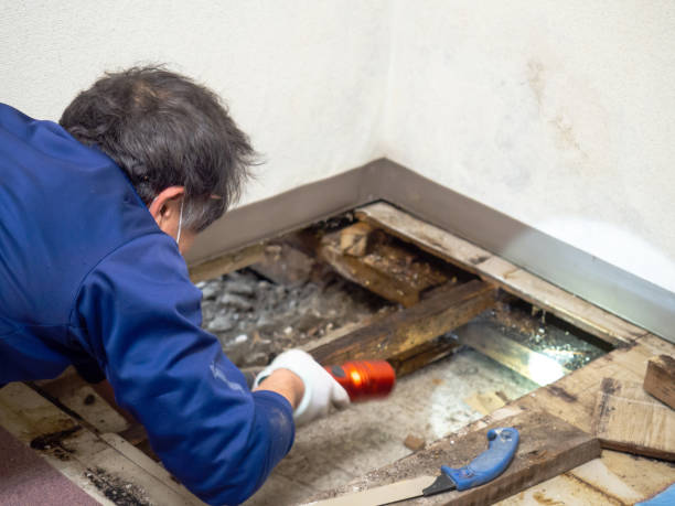 Best Residential Mold Removal  in Raceland, KY