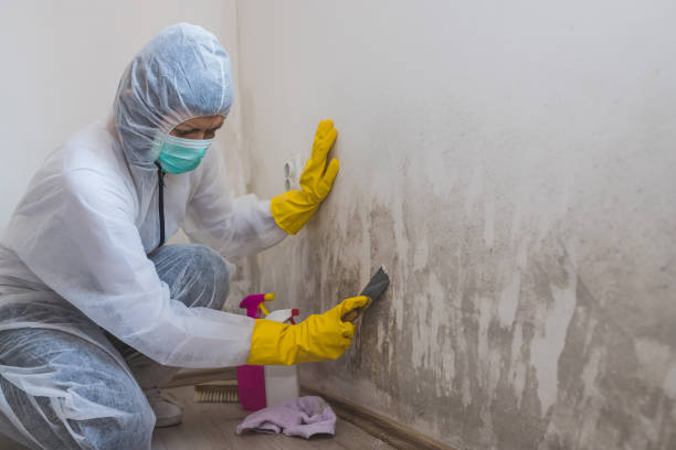 Best Fast Mold Removal  in Raceland, KY