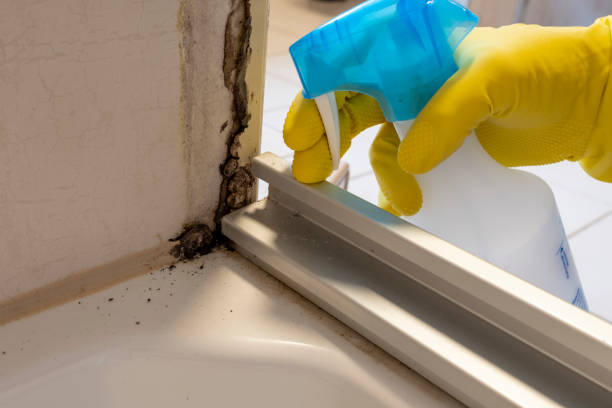 Best Attic Mold Removal  in Raceland, KY