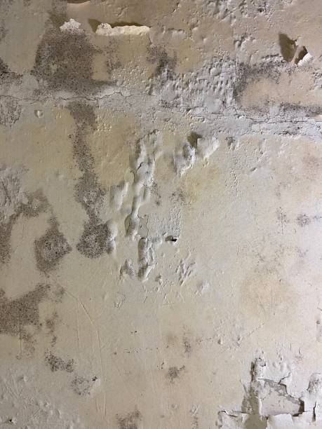 Best Office Mold Removal Services  in Raceland, KY