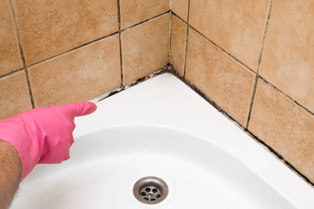 Best Affordable Mold Removal  in Raceland, KY